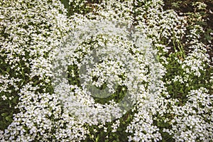 Arabis rockcress