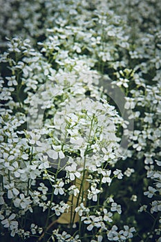 Arabis rockcress