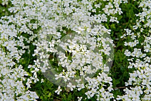 Arabis rockcress