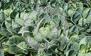 Arable farming with white cabbage