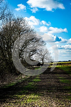 Arable field edge