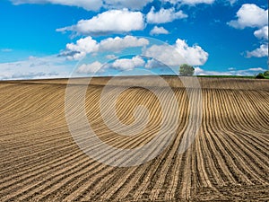 Arable field with lonely tree in the horizon