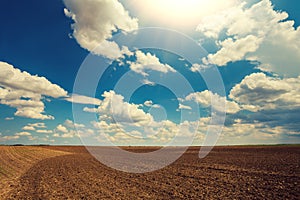 Arable field in a sunny day