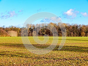 Arable land with forest and blue sky