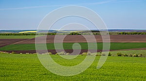 Arable land and green grass fields on clear blue sky. Panorama landscape. Green meadows.