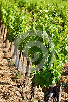 Arable land with a vineyard in Provence