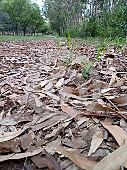 Arabuko forest nature love