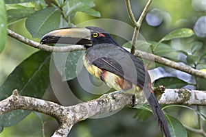 Aracari