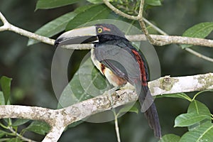 Aracari