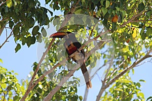 Aracari bird Costa Rica photo