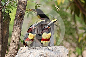 Aracari castanho Pteroglossus castanotis - Pantanal, Mato Grosso, Brazil