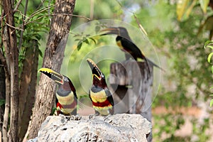 Aracari castanho Pteroglossus castanotis - Pantanal, Mato Grosso, Brazil