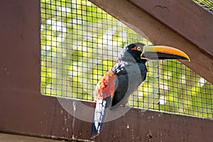 Aracari Toucan with cage behind