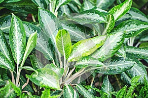 Araceae, Aglonema Green plant