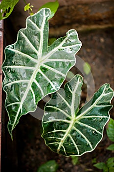 Araceae leaf, plant in garden photo