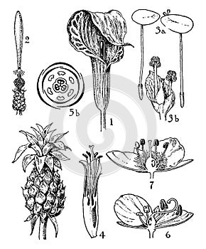 Araceae, Lemnaceae, Bromeliaceae, and Commelinaceae Orders vintage illustration