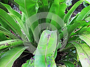 Araceae, pteridophyta, tropical plant photo
