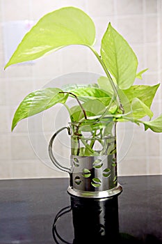 Araceae tree in the houseplant .