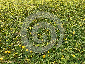arachi pintoi grass in the yard of al jabar mosque in the morning