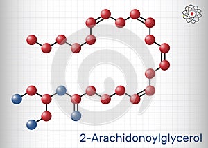 2-Arachidonoylglycerol, 2-AG molecule. It is an endocannabinoid, formed from omega-6 arachidonic acid and glycerol. Molecule model photo