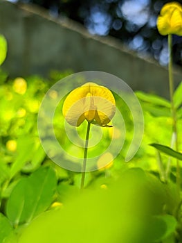 Arachis duranensis