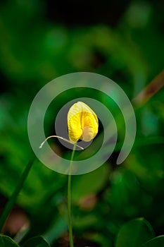 Arachis duranensis, Arachis, duranensis.