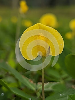 Arachis duranensisflowers in the park