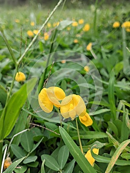 Arachis glabrata flower