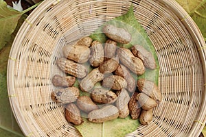 Arachis hypogaea