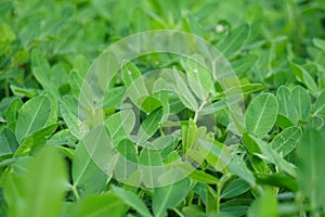 Arachis hypogaea (Kacang tanah, peanut, groundnut, goober, pindar, monkey nut) plant in the nature