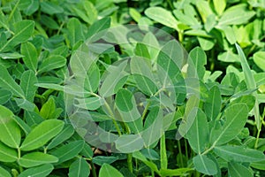 Arachis hypogaea (Kacang tanah, peanut, groundnut, goober, pindar, monkey nut) plant in the nature