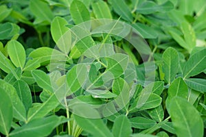 Arachis hypogaea (Kacang tanah, peanut, groundnut, goober, pindar, monkey nut) plant in the nature