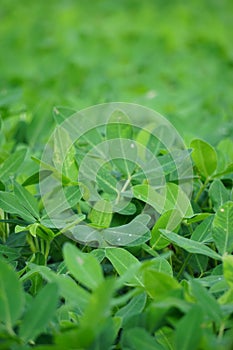 Arachis hypogaea (Kacang tanah, peanut, groundnut, goober, pindar, monkey nut) plant in the nature