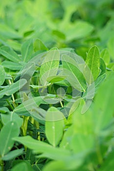 Arachis hypogaea (Kacang tanah, peanut, groundnut, goober, pindar, monkey nut) plant in the nature