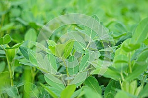 Arachis hypogaea (Kacang tanah, peanut, groundnut, goober, pindar, monkey nut) plant in the nature