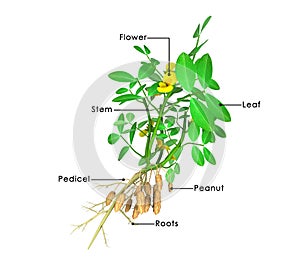 Arachis hypogea