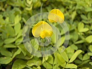 Arachis pintoi