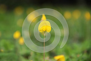 Arachis pintoi flower