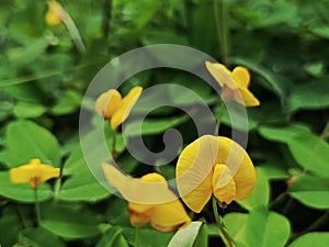 Arachis pintoi, the Pinto peanut, is a forage plant native to Cerrado vegetation in Brazil photo