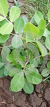 Arachis repens