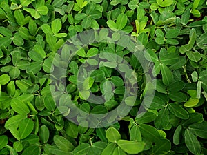 Arachis repens - for Background