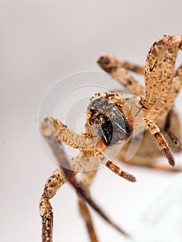 Arachnaphobia - scary spider