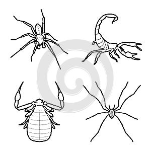 Arachnid Animal Vector Illustration Hand Drawn Cartoon Art photo