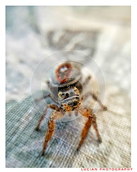 Arachnid spider close macro shot with marco araÃ±a fotografia macro saturated looking at lens