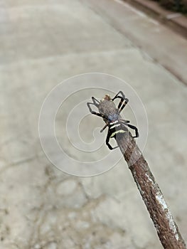 Arachnids are pure evil photo