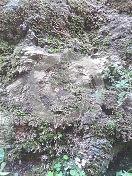 Arachnocampa luminosa pattern background