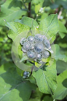 The arachnoid burdock (Arctium tomentosum)