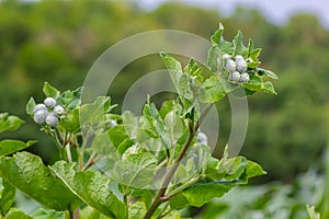 The arachnoid burdock Arctium tomentosum.Wild plants of Siberia