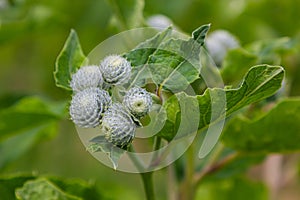 The arachnoid burdock Arctium tomentosum.Wild plants of Siberia