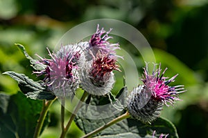 The arachnoid burdock Arctium tomentosum.Wild plants of Siberia